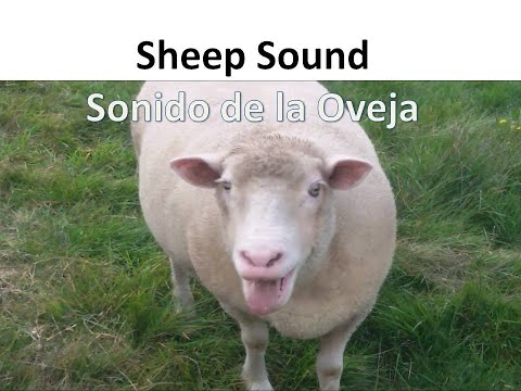 ¿Cómo se llama el sonido de la oveja?