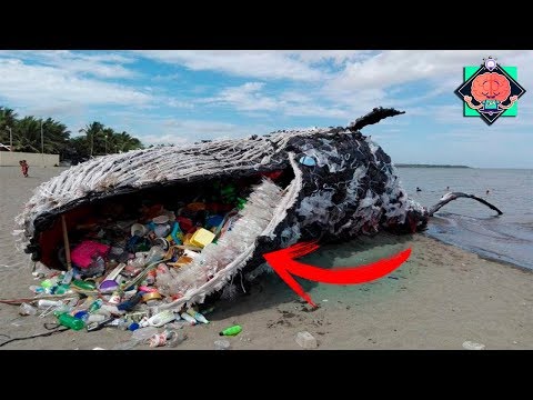 ¿Cuánto tarda en degradar el plastico?