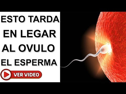 ¿Cuánto tardan los espermatozoides en llegar al ovulo?