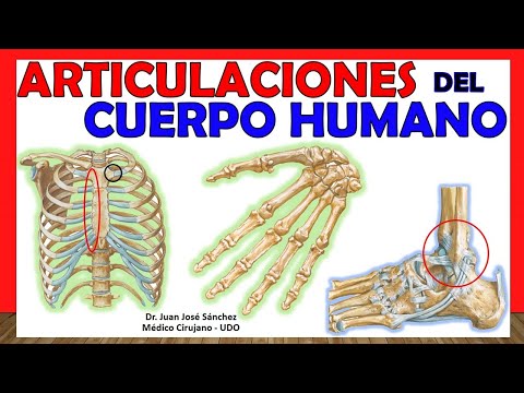 ¿Cuántos articulaciones tiene el cuerpo humano?