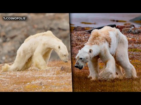 ¿Cuántos oso polares quedan en el mundo?