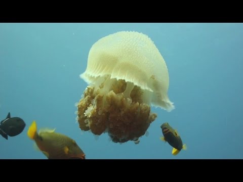 ¿De qué se alimenta una medusa?