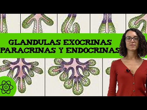 Diferencias entre glandula endocrina y exocrina