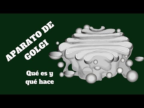 ¿Dónde se encuentra el aparato de golgi?