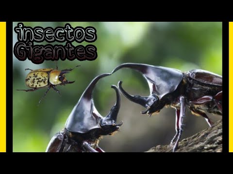Género de escarabajo más grande del mundo
