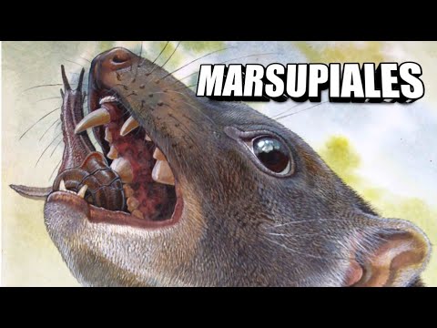Marsupiales herbívoros australianos de 25 a 30 kg