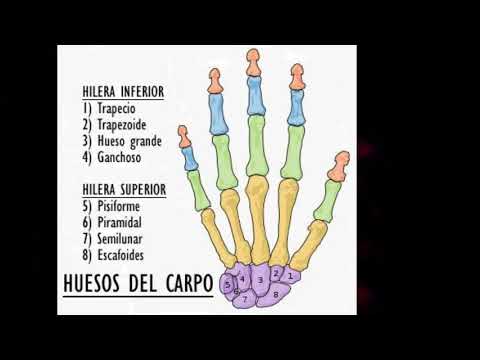 Nombre de los huesos de las manos