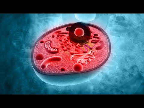¿Qué es el citoplasma en la celula animal?