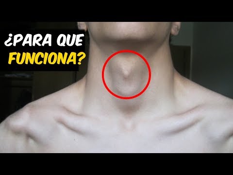 ¿Qué es la nuez del cuello?