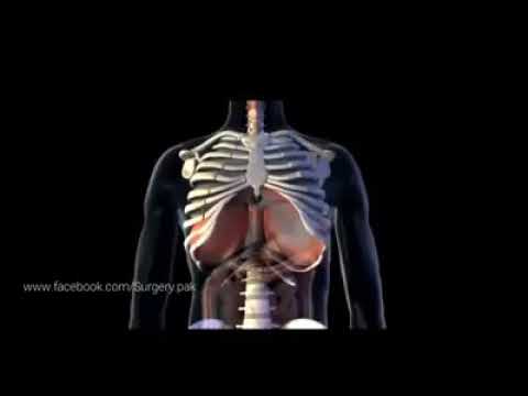 ¿Qué funcion desempeña el diafragma en la respiracion pulmonar?